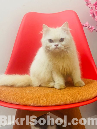 Persian Cat for Sale